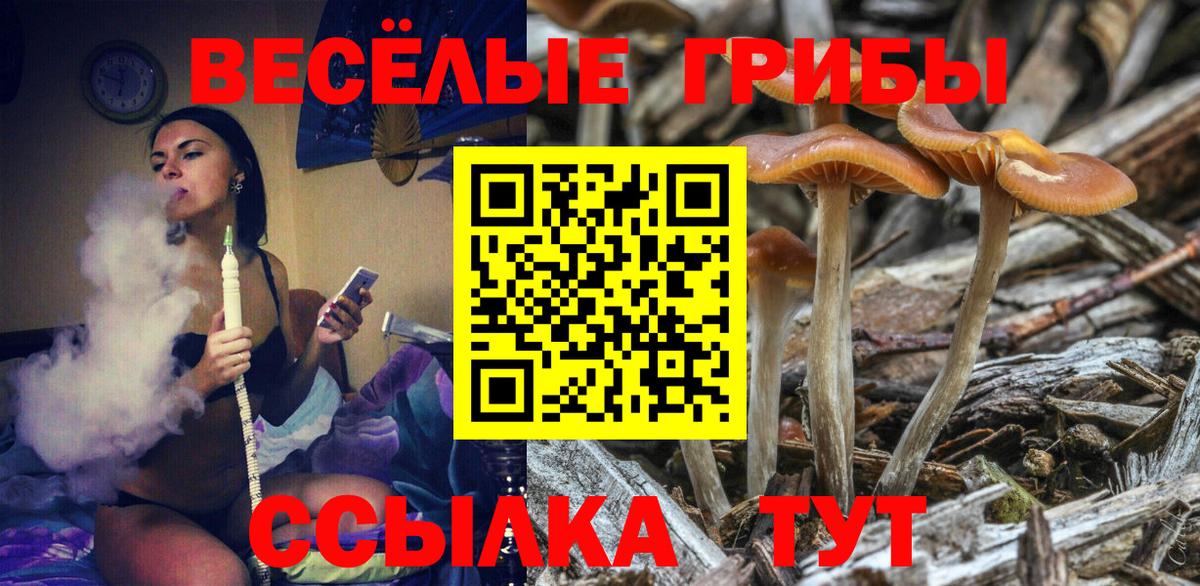 Галлюциногенные грибы Psilocybe Знаменск